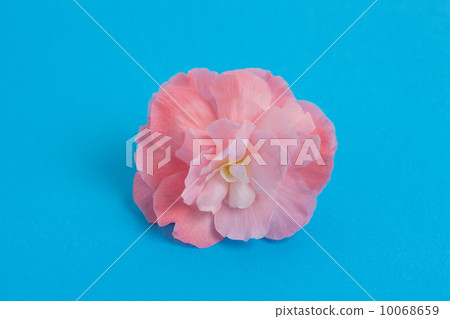 Begonia flowers Begonia flowers 10068659