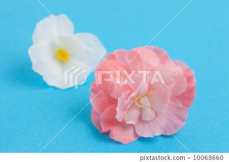 海棠花 海棠花 10068660
