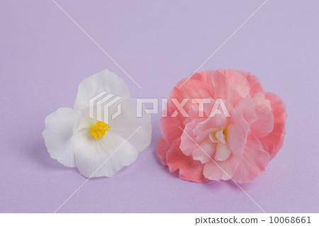 海棠花 海棠花 10068661