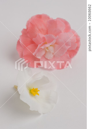 海棠花 海棠花 10068662
