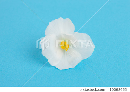 海棠花 10068663