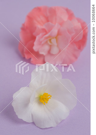 海棠花 海棠花 10068664