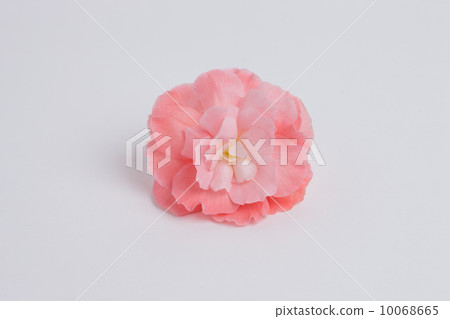 海棠花 海棠花 10068665