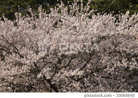 Cherry blossoms bloom 10068698