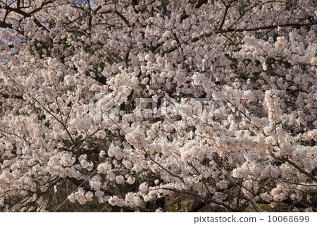 One side of cherry blossoms One side of cherry blossoms 10068699