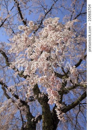 Cherry blossoms blooming with a black trunk 10068704