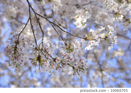 Cherry blossoms that were in full bloom all together Cherry blossoms that were in full bloom all together 10068705