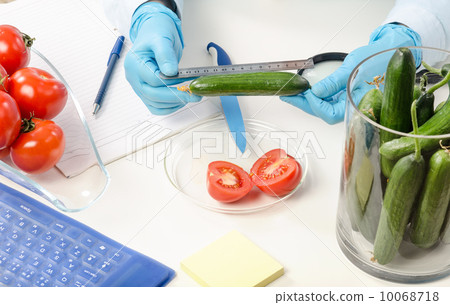 Measuring the lenght of cucumber Measuring the lenght of cucumber 10068718