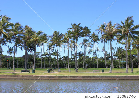 Hawaii Honolulu Palm trees 10068740