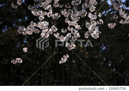 Cherry blossoms falling with the spring wind 10068756