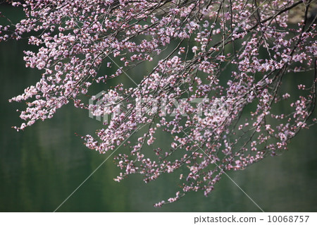 Cherry blossoms blooming against the green lake surface 10068757