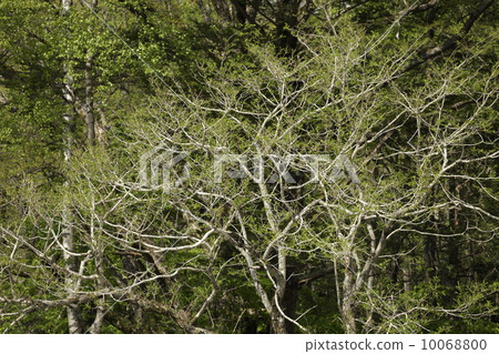 A tree just budding the branch a little later than the surroundings A tree just budding the branch a little later than the surroundings 10068800