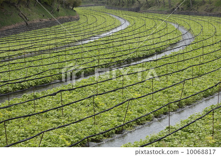Spring wasabi field Spring wasabi field 10068817