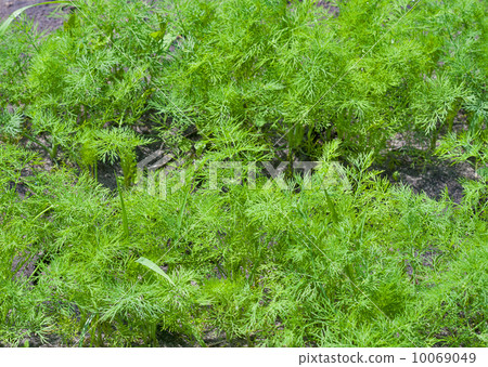 Young dill Young dill 10069049