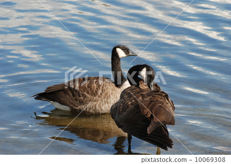Close-up Canadian goose Close-up Canadian goose 10069308