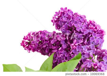 Branch of  lilac flowers close up 10069368