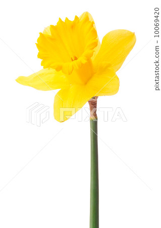 Daffodil flower or narcissus isolated on white background cutout Daffodil flower or narcissus isolated on white background cutout 10069420