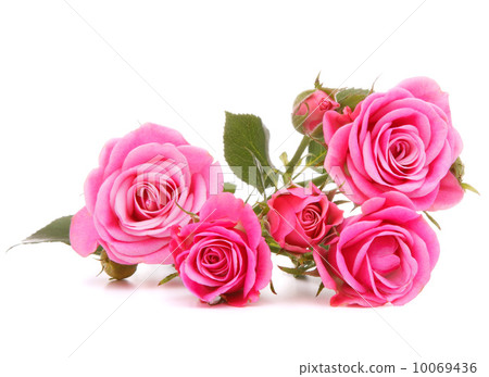Pink rose flower bouquet isolated on white background cutout 10069436