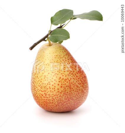 Pear 10069443