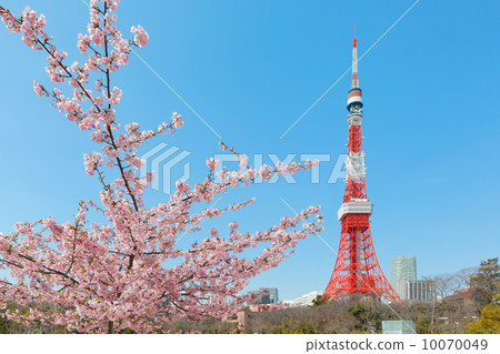 Cherry blossoms in full bloom of Shibakoen and Tokyo Tower 10070049