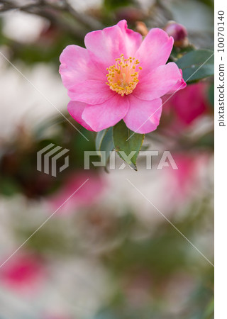 Sasanqua flowers Seasonal flowers Photo material 10070140