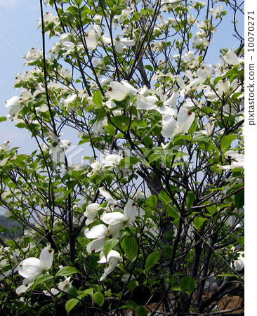 Dogwood (white) Dogwood (white) 10070271