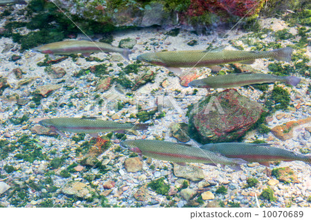 Rainbow trout Rainbow trout 10070689