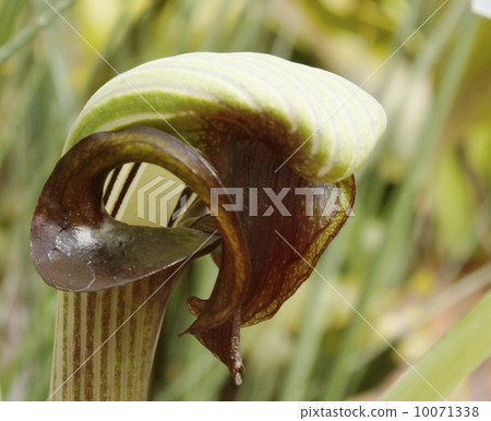 究其原因僑武藏鐙 10071338