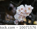 Spring 10071576