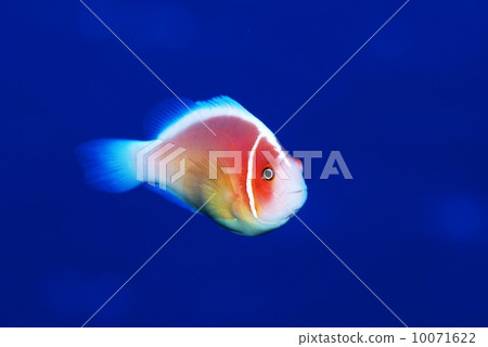 Hanabira Anemone fish Hanabira Anemone fish 10071622