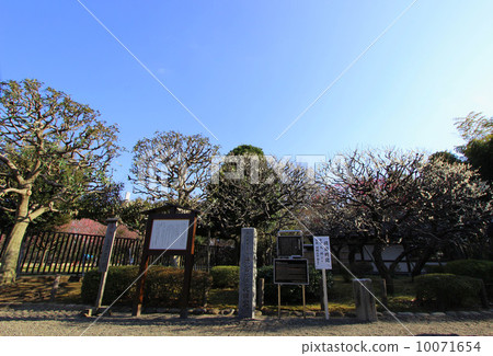 Ashioka Park的梅花 10071654