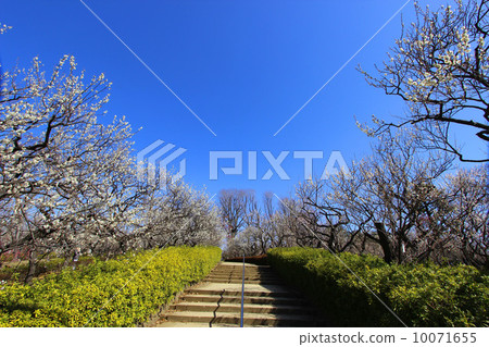 Haishi公園的Meishi 10071655