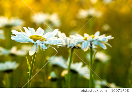 Camomile Camomile 10071798
