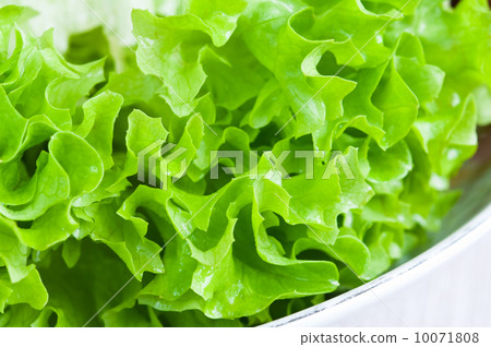 Lettuce 10071808