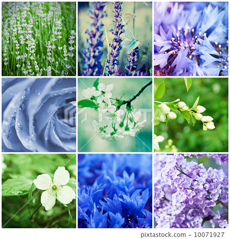 Flower collection 10071927