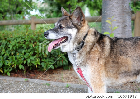 Dog-walking  10071988