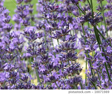 Lavender field 10071989