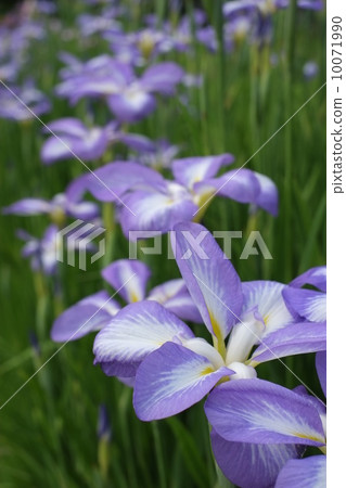 Iris 10071990