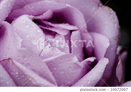 Violet rose macro 10072007