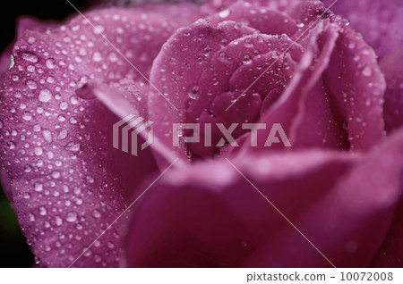 Violet rose macro 10072008