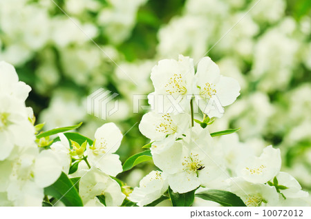 Jasmine flower 10072012