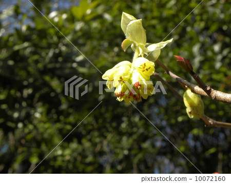 Flowering is delayed this year First, the buds of blooming mansaku Flowering is delayed this year First, the buds of blooming mansaku 10072160