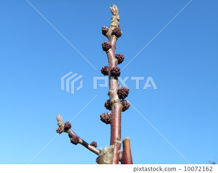 Leaf bud and flower bud Leaf bud and flower bud 10072162