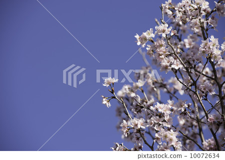 Spring footprints 10072634