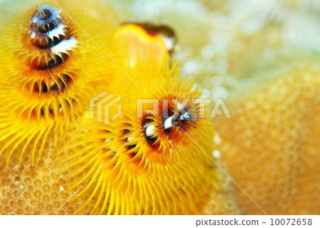 大旋鰓蟲 大旋鰓蟲 10072658