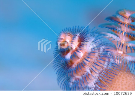 大旋鰓蟲 10072659