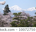 Northern Alps and Sakura 10072750