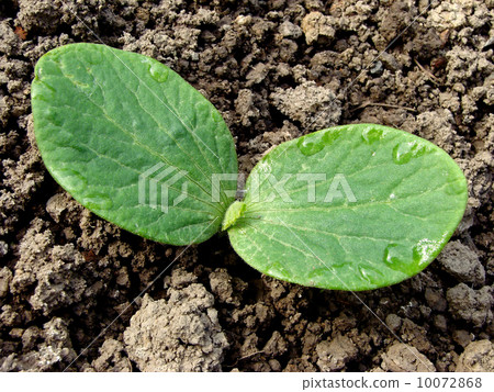 pumpkin seedling 10072868