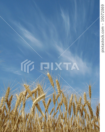 wheat 10072869