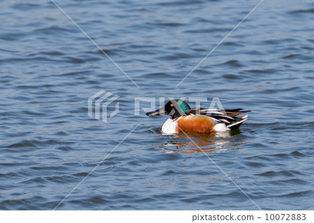 Male Northern Shoveler (Anas clypeata) at Lepelaarplassen (the N 10072883
